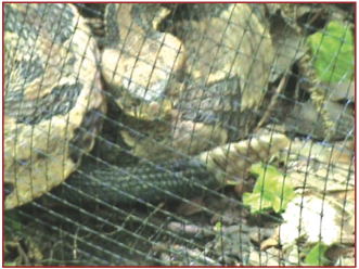How To Rattlesnake Proof A Backyard Backyard Fences Backyard Fence Decor Fence Decor